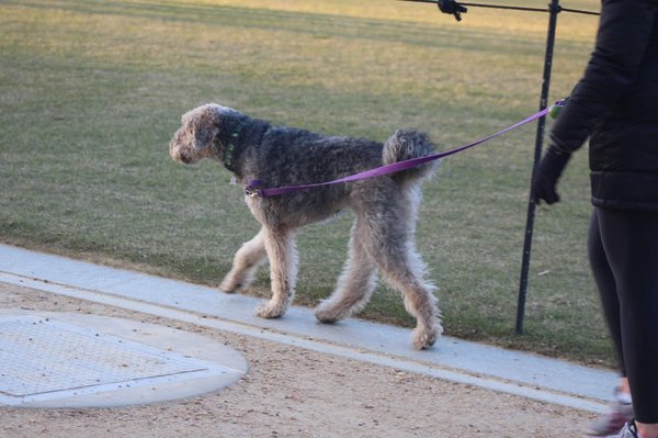 Les erreurs à ne pas faire avec son chien