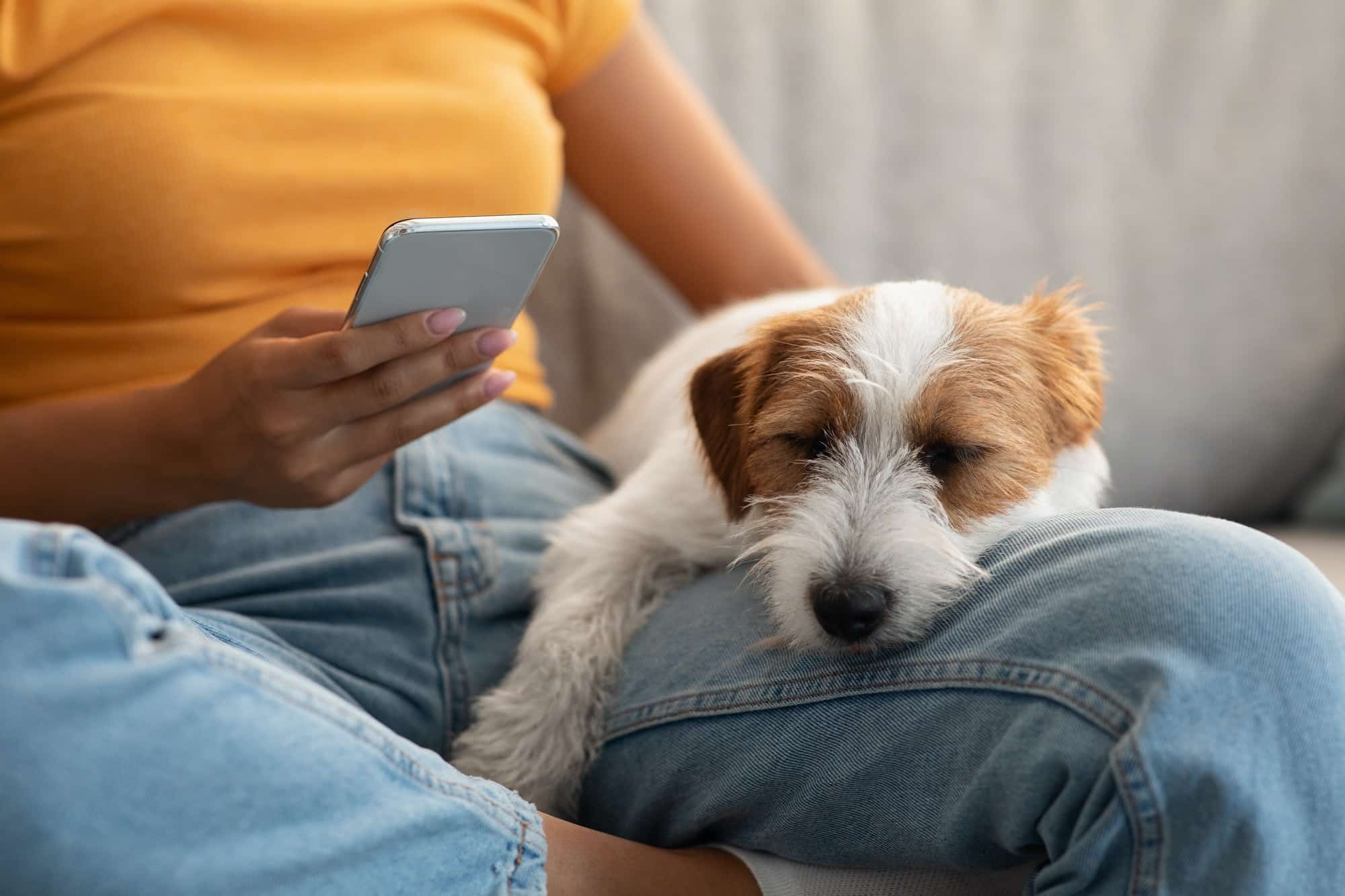 Les races de chiens idéales pour les appartements