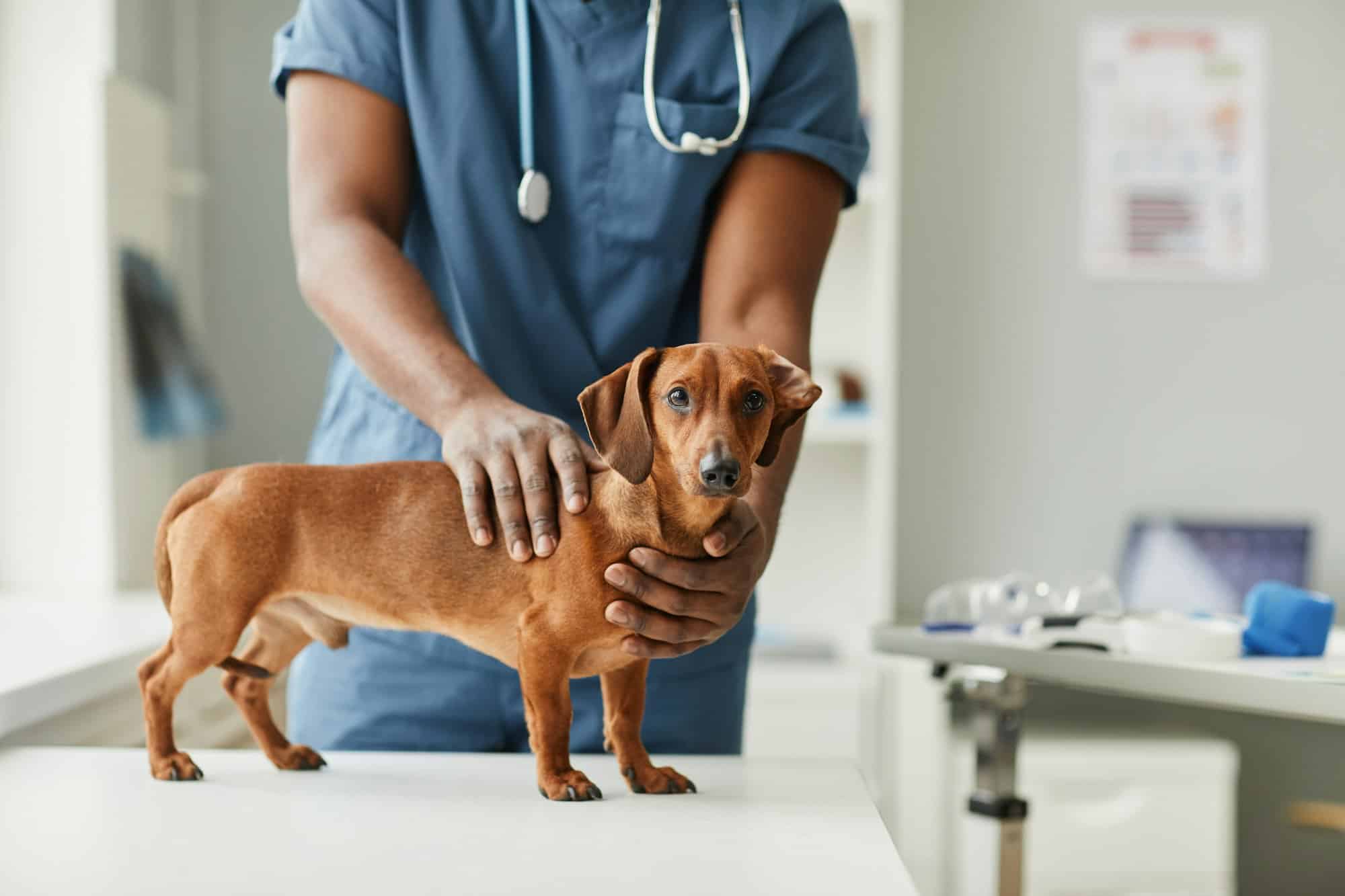 Découvrez votre boutique de produits vétérinaires : la santé de votre animal choyée!